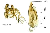 Oxypteryx unicolorella