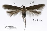 Oxypteryx unicolorella