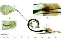 Coleophora oriolella