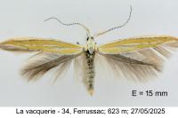 Coleophora oriolella