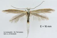 Coleophora vulnerariae