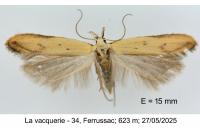 Mesophleps silacella