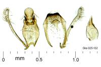Mesophleps silacella