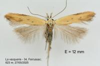 Mesophleps silacella