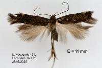 Oxypteryx immaculatella