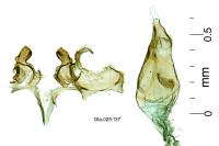 Oxypteryx immaculatella