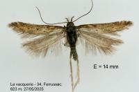 Metzneria neli