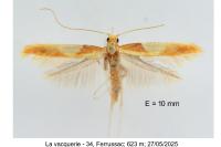 Caloptilia alchimiella