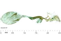 Caloptilia alchimiella