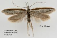 Pleurota ericella