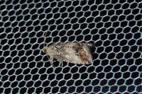 Cydia splendana