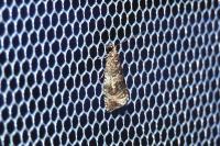 Celypha lacunana