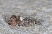 Pammene spiniana