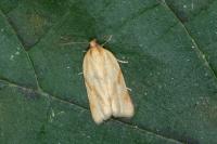 Clepsis pallidana