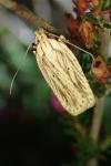 Agonopterix umbellana