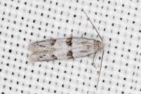Symmocoides oxybiella