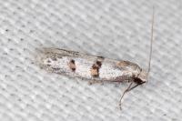 Symmocoides oxybiella