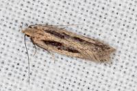 Mirificarma mulinella