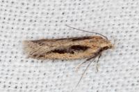 Mirificarma mulinella