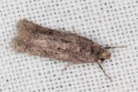 Telphusa cistiflorella