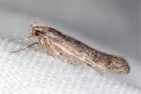 Telphusa cistiflorella