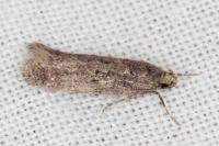 Telphusa cistiflorella