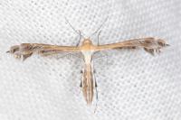Stangeia siceliota