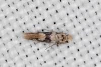 Infurcitinea atrifasciella