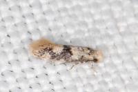 Infurcitinea atrifasciella