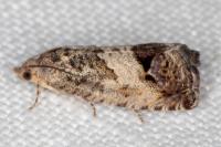 Cydia splendana