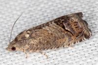 Cydia splendana