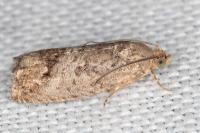 Cydia splendana