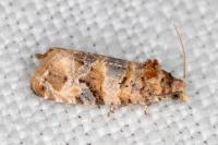 Lobesia botrana