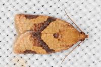Clepsis consimilana
