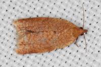 Clepsis consimilana