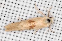 Cochylimorpha straminea