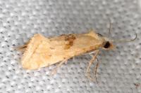 Cochylimorpha straminea