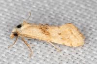Cochylimorpha straminea