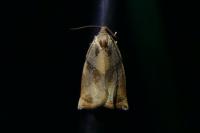 Archips podana