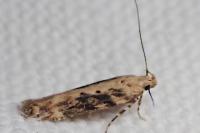 Scrobipalpa ocellatella
