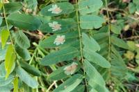 Parectopa robiniella