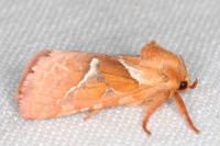 Triodia sylvina