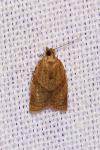 Clepsis consimilana