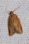 Clepsis consimilana