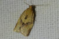 Clepsis consimilana