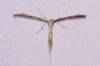 Emmelina monodactyla