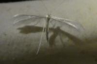 Pterophorus pentadactylus