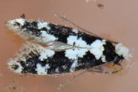 Neurothaumasia ankerella