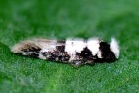 Neurothaumasia ankerella