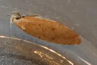 Agonopterix irrorata